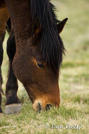 Horse_D4B6984