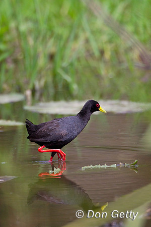 Crake_B_Z2F4300