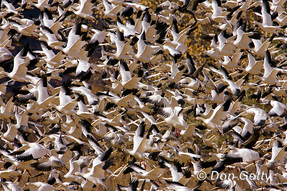 Snow Goose