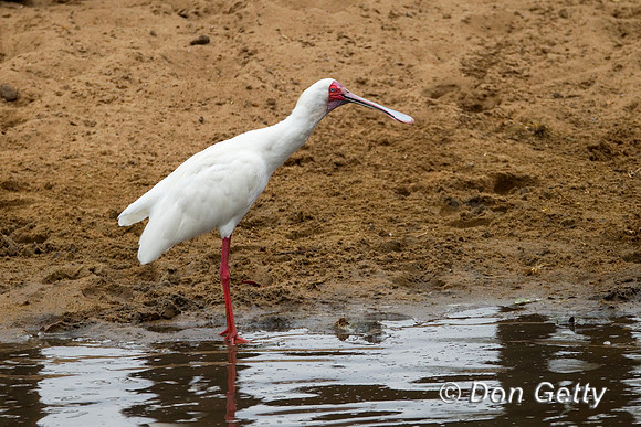 Spoonbill_A_Z2F7994