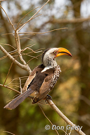 Hornbill_SYB_MG_3321