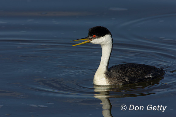 Grebe_W_R8D3681