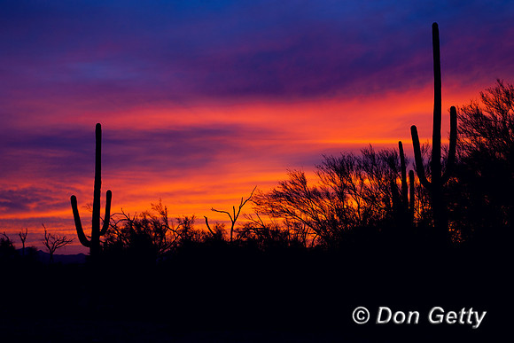 Saguaro_MR8D4165