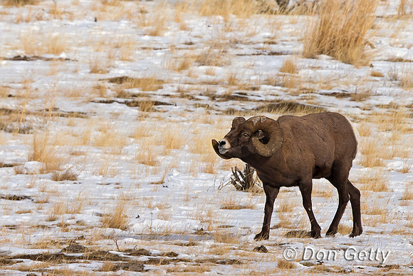 "Bighorn Sheep", "Ovis canadensis", "Shoshone National Forest", Wyoming