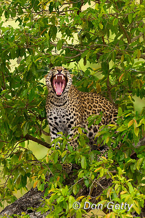 Leopard_Z2F6029
