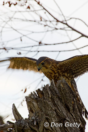 Merlin_D4B7942
