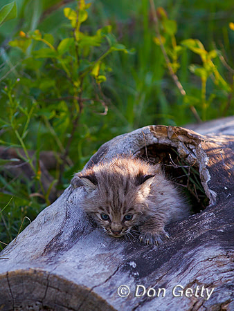Bobcat_Z2F2440