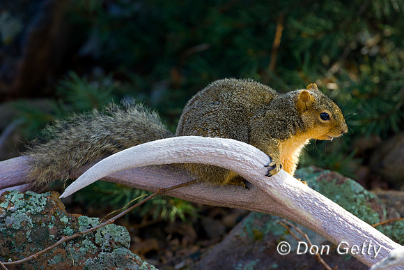 Squirrel_R8D2494