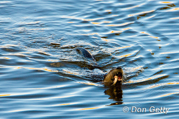 Otter_River_D4B0411
