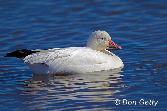 Snow Goose