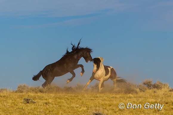 "Equus ferus", Horse, "McCullough Peaks", Mustang, Wyoming
