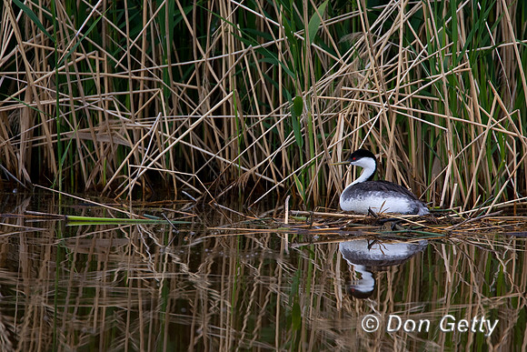 Grebe_W_MR8D7177