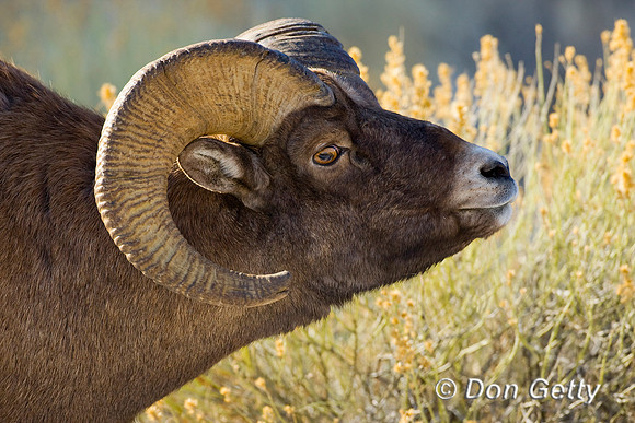 Bighorn Sheep