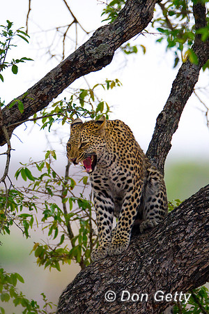 Leopard_Z2F7013