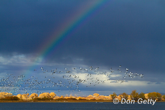Snow Goose