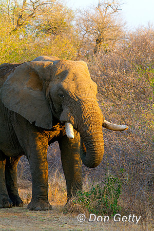 Elephant_MG_5892