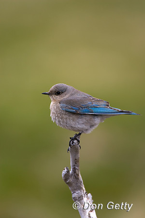 Mountain Bluebird