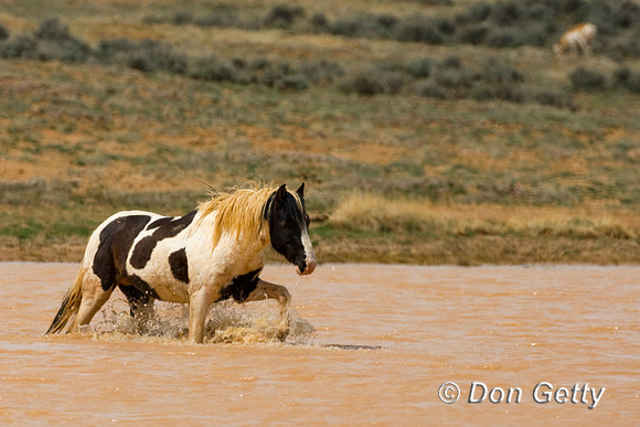 Horse_D4B7200