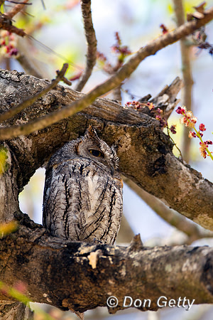 Scops-owl_A_Z2F9450