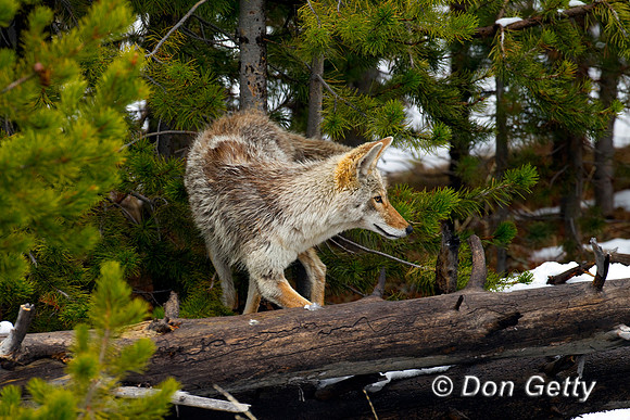 Coyote_BZ2F3272