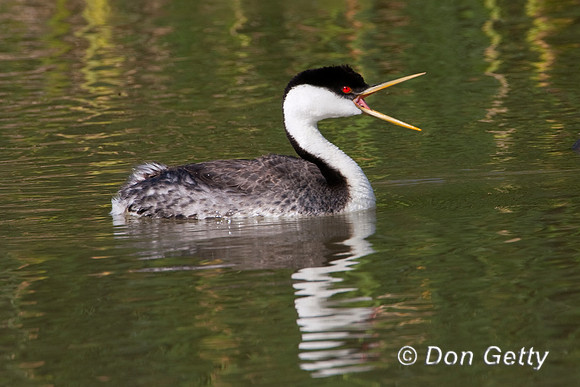 Grebe_W_MR8D7306
