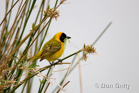 Weaver_Msk_Z2F5136