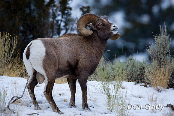 Bighorn Sheep