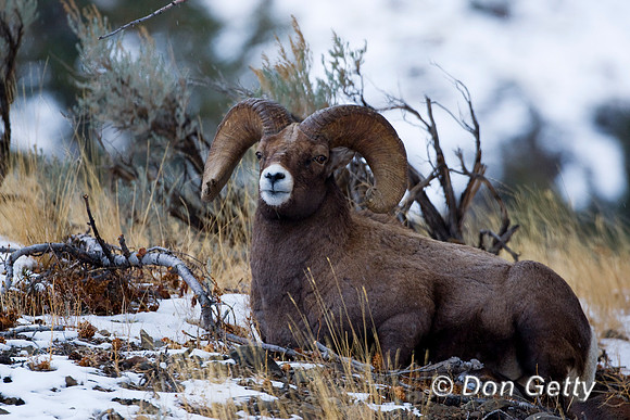 Bighorn Sheep