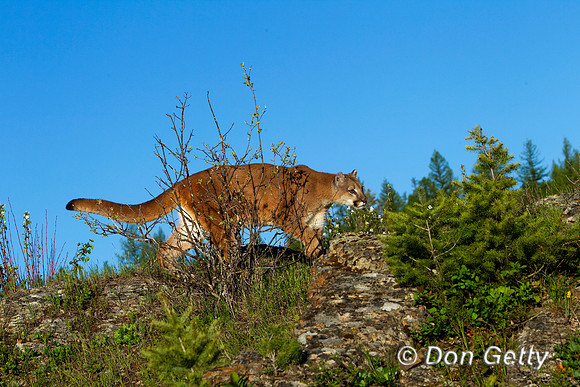 Mt_Lion_BZ2F2161