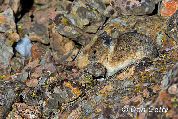 Pika