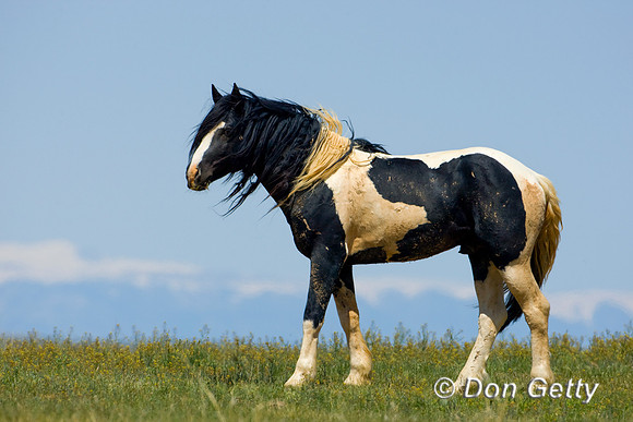 Horse_D4B8697