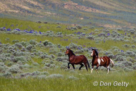 Horse_Z2F5893