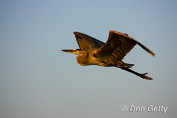 Heron_Grt_Blue_R8D6995