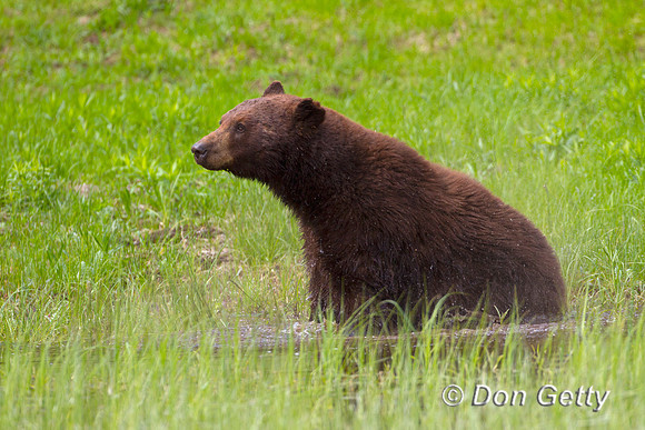Black Bear