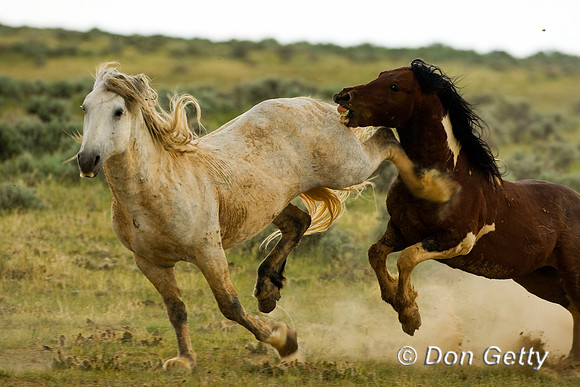 Horse_D4B9471