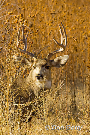 Deer_Mule_D4B2881