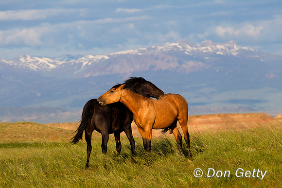 Horse_Z2F6347