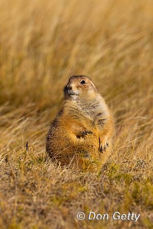 Prairie_Dog_Z2F9406