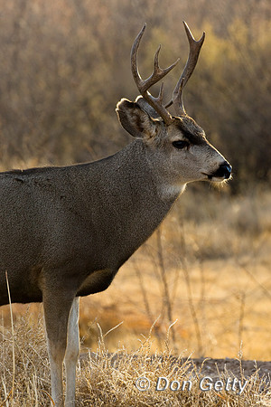 Deer_Mule_D4B3064