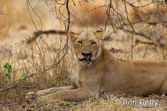 Lion_Z2F8604