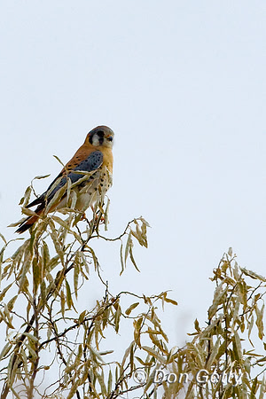 Kestrel_D4B1414