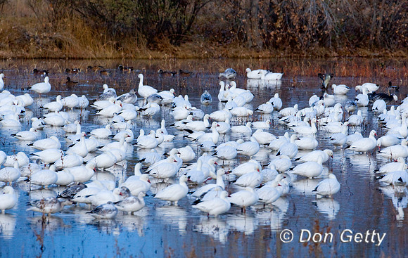 Snow Goose