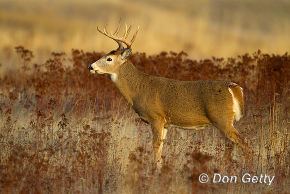 Deer_WtTl_Z2F0067