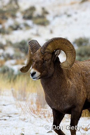 Bighorn Sheep
