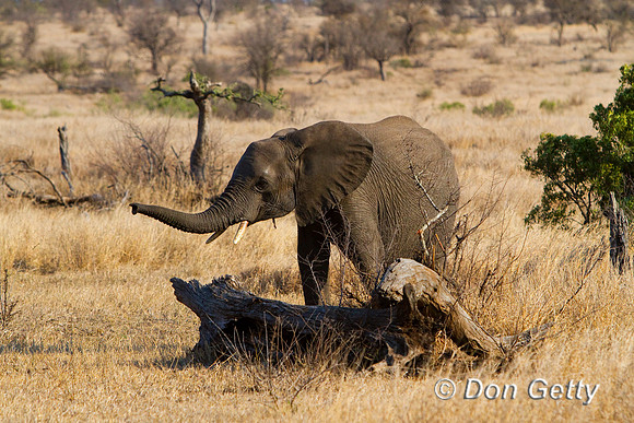 Elephant_MG_3652