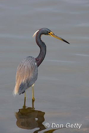 Heron_Tri-colored_D4B9629
