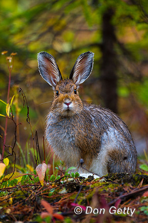 Hare_SS_MG_8757