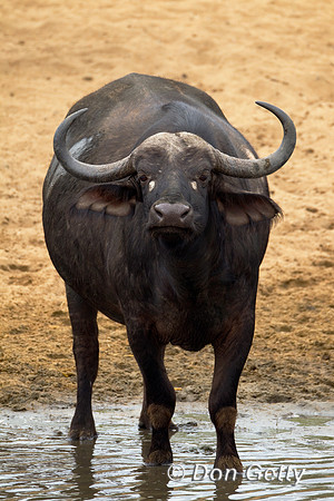 Buffalo_Z2F7999