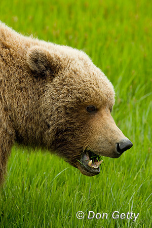 Brown Bear