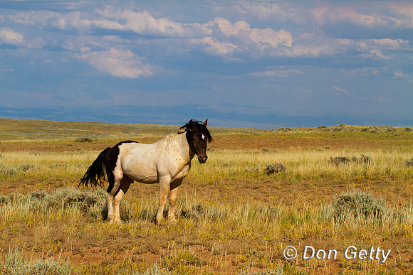Horse_MG_8659